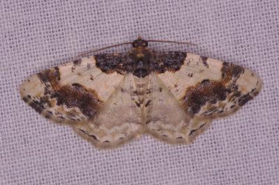 <i>Ligdia adustata</i>