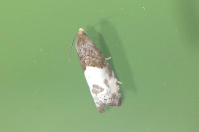 <i>Notocelia cynosbatella</i>
