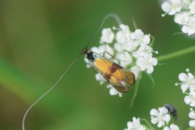 <i>Nemophora fasciella</i>