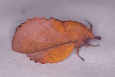 <i>Gastropacha quercifolia</i>