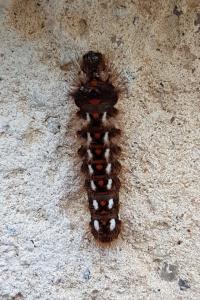 <i>Acronicta rumicis</i>
