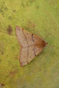 <i>Colotois pennaria</i>