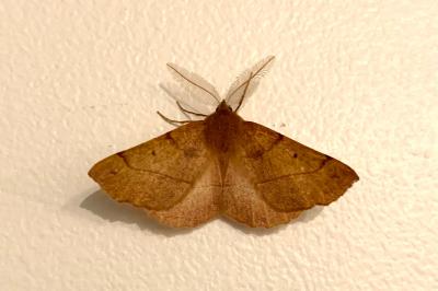 <i>Colotois pennaria</i>