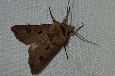 <i>Agrotis exclamationis</i>