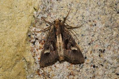 <i>Trigonophora flammea</i>