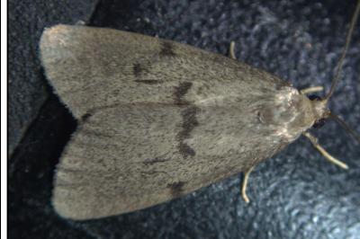 <i>Apaidia mesogona</i>