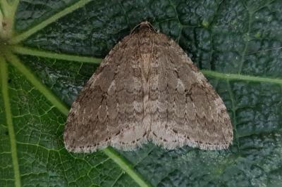 <i>Epirrita</i>