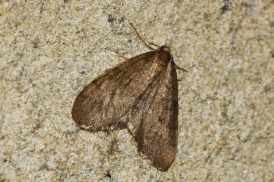 <i>Operophtera brumata</i>