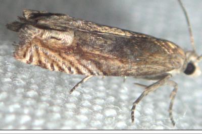 <i>Eucosma cana</i>