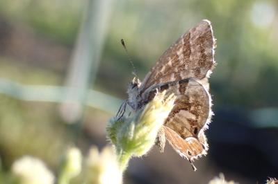 <i>Cacyreus marshalli</i>