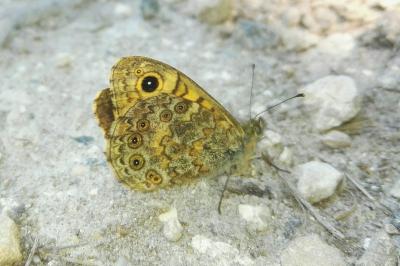 <i>Lasiommata megera</i>