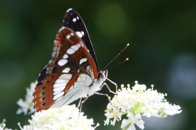 <i>Limenitis reducta</i>