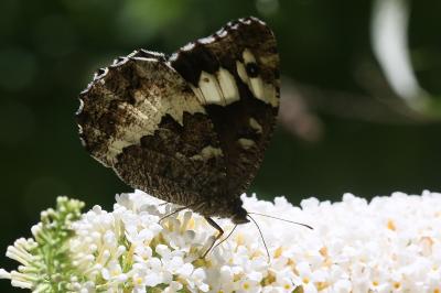 <i>Brintesia circe</i>