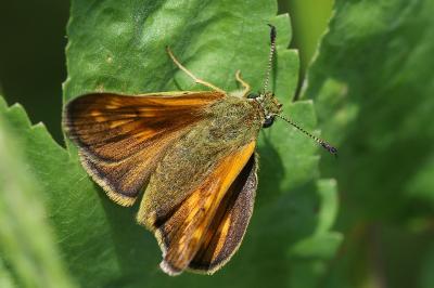 <i>Ochlodes sylvanus</i>