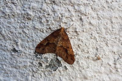 <i>Erannis defoliaria</i>
