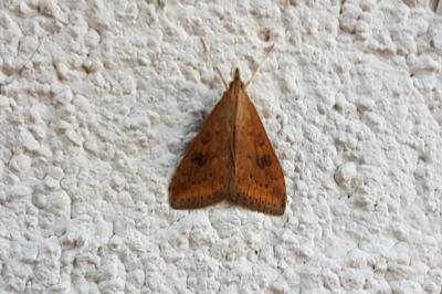 <i>Udea ferrugalis</i>