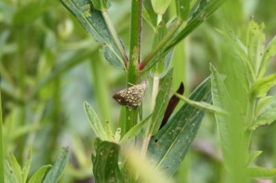 <i>Evergestis pallidata</i>