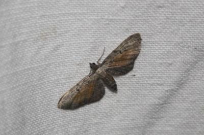 <i>Eupithecia icterata</i>