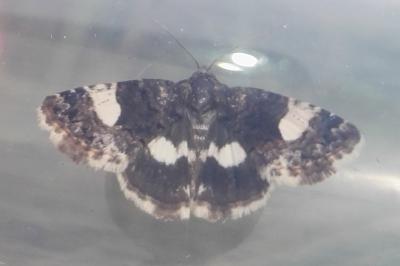 <i>Tyta luctuosa</i>