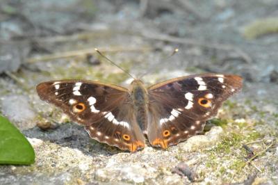 <i>Apatura ilia</i>