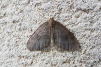 <i>Operophtera brumata</i>