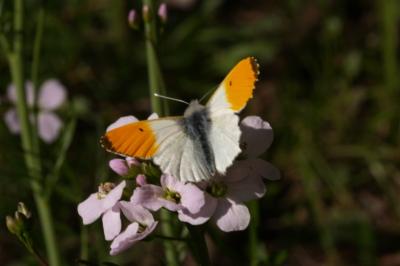 <i>Anthocharis cardamines</i>