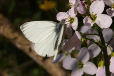 <i>Pieris napi</i>