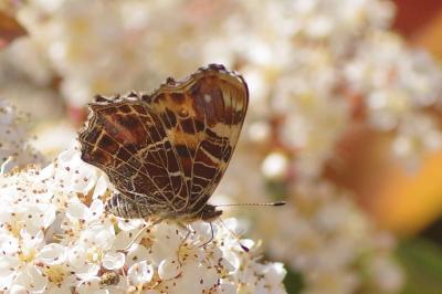 <i>Araschnia levana</i>