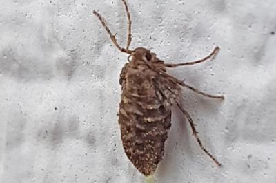 <i>Operophtera brumata</i>