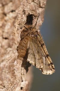 <i>Lycia hirtaria</i>