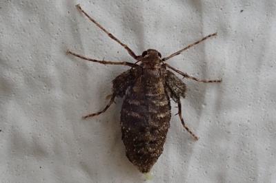 <i>Operophtera brumata</i>