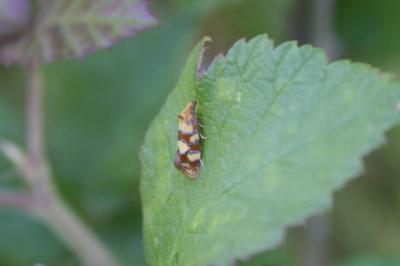 <i>Aethes tesserana</i>