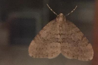 <i>Operophtera brumata</i>