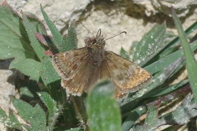 <i>Erynnis tages</i>
