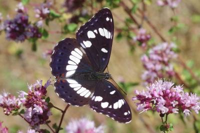 <i>Limenitis reducta</i>