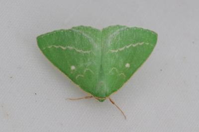 <i>Thetidia smaragdaria</i>