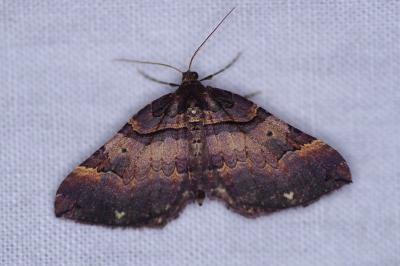 <i>Earophila badiata</i>