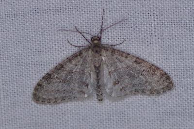 <i>Trichopteryx carpinata</i>