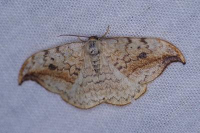 <i>Drepana falcataria</i>