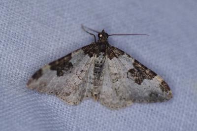 <i>Xanthorhoe fluctuata</i>