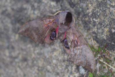 <i>Smerinthus ocellatus</i>