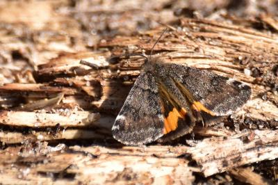 <i>Boudinotiana notha</i>