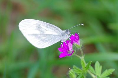 <i>Leptidea sinapis</i>