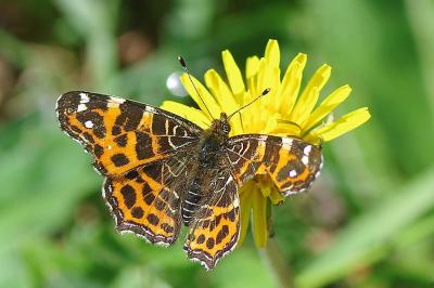 <i>Araschnia levana</i>