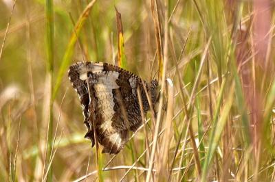 <i>Brintesia circe</i>