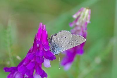 <i>Cyaniris semiargus</i>