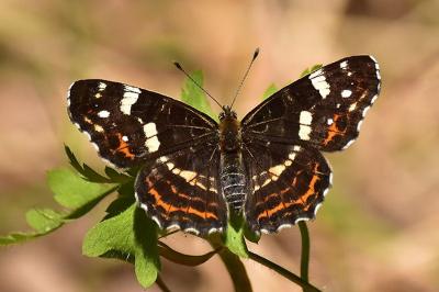 <i>Araschnia levana</i>
