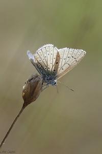 <i>Lysandra bellargus</i>