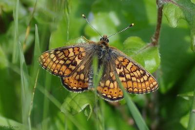 <i>Euphydryas aurinia</i>