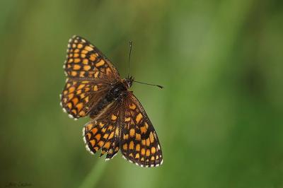 <i>Melitaea athalia</i>
